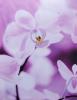 Foto 1:Canvas prints paarse bloemen 3,- p.s.