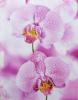 Foto 1:Canvas schilderij roze bloemen 3,- per stuk