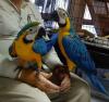 Foto 3:Macaw-papegaaien