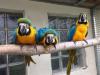 Foto 1:Macaw-papegaaien
